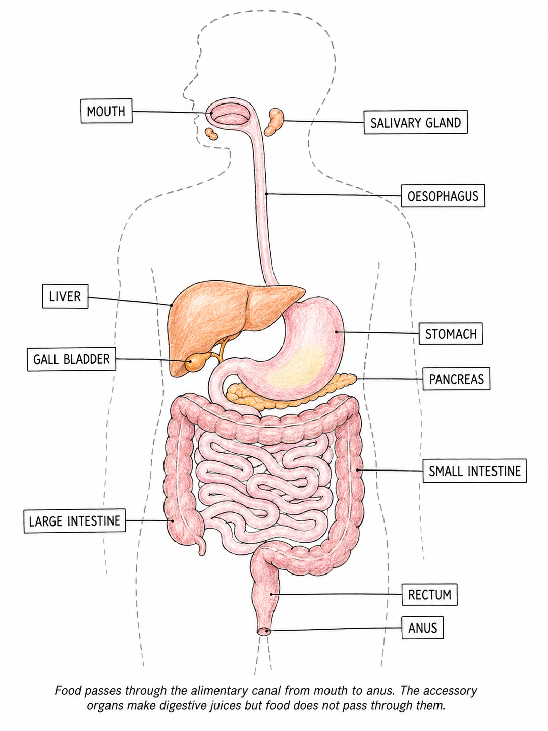 Front view of the human alimentary canal with each organ labelled, with the accessory organs (liver, gall bladder, pancreas, salivary glands) shown alongside but not in the channel