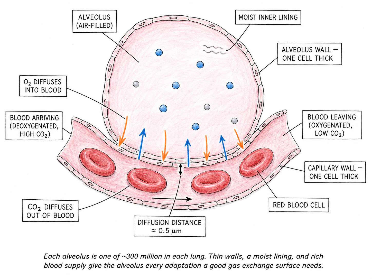 A close-up cross-section of a single alveolus surrounded by a capillary, with oxygen molecules diffusing inwards into the red blood cells and CO₂ molecules diffusing outwards into the alveolar space, all labelled with arrows