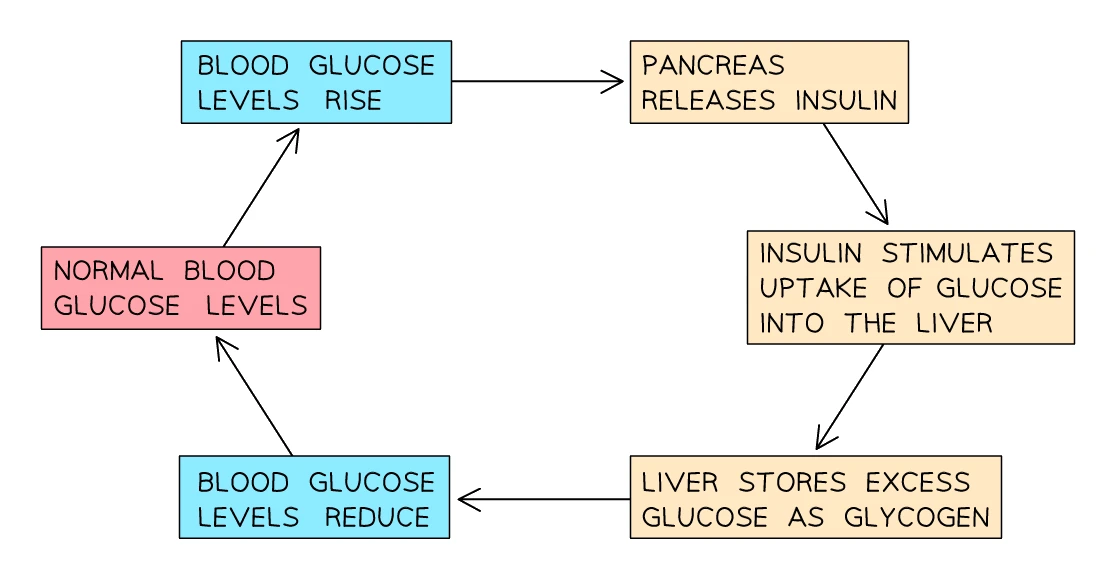 Negative-feedback loop controlling blood glucose: when blood sugar rises the liver stores glucose as glycogen, and when it falls the liver converts glycogen back to glucose, returning the level to about 0.1%