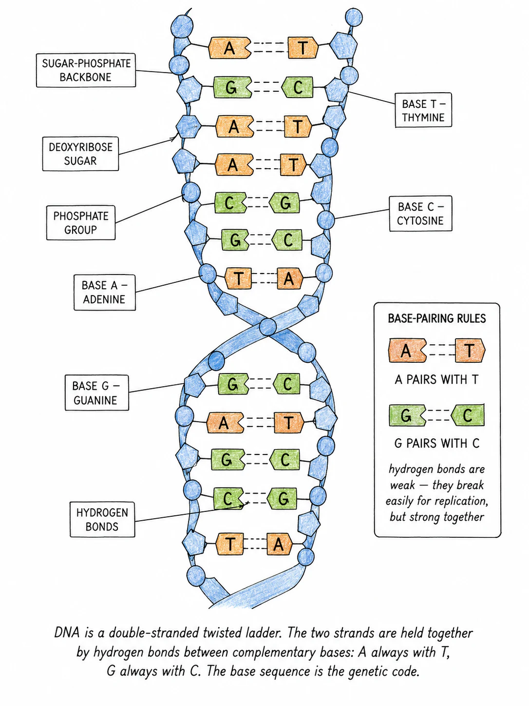 A stylised DNA double helix showing the sugar-phosphate backbone of each strand, the four bases (A, T, G, C) projecting inwards as the rungs of the ladder, and the base-pairing rules (A-T, G-C)