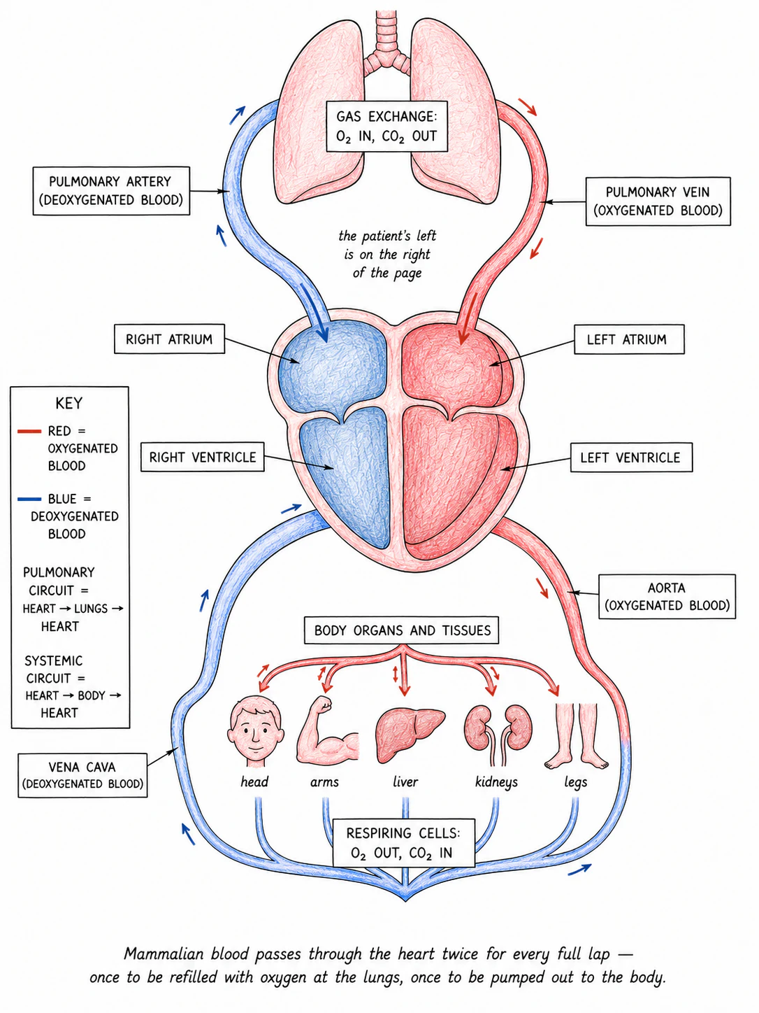 A simplified circulatory system diagram showing the heart in the middle, the pulmonary circuit going up to the lungs (right side) and the systemic circuit going down to the body (left side), with arrows showing the direction of flow and red/blue colour-coding
