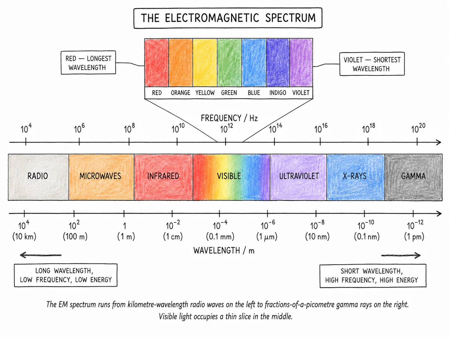 A horizontal layout of the seven bands of the electromagnetic spectrum, arranged from radio waves on the left (long wavelength) to gamma rays on the right (short wavelength), with the visible light band expanded above the strip to show the colour bands inside it, and a frequency / wavelength axis along the bottom