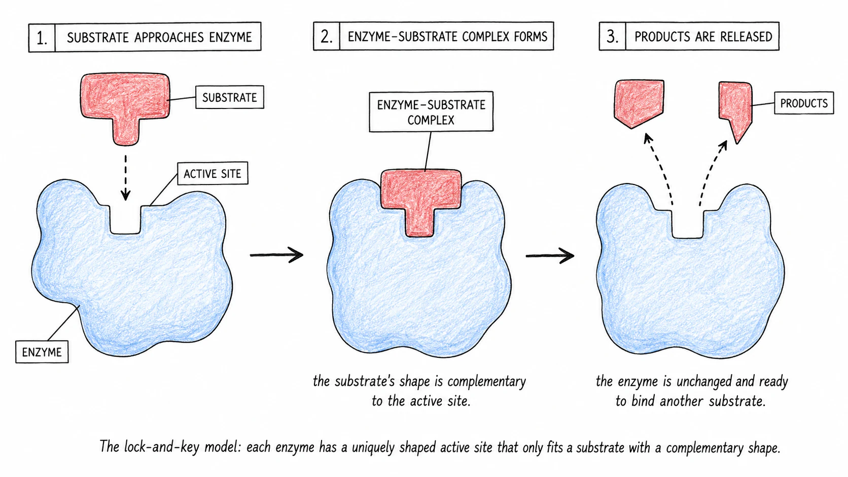 Three-stage lock-and-key diagram showing substrate approaching enzyme, fitting into active site, and product leaving