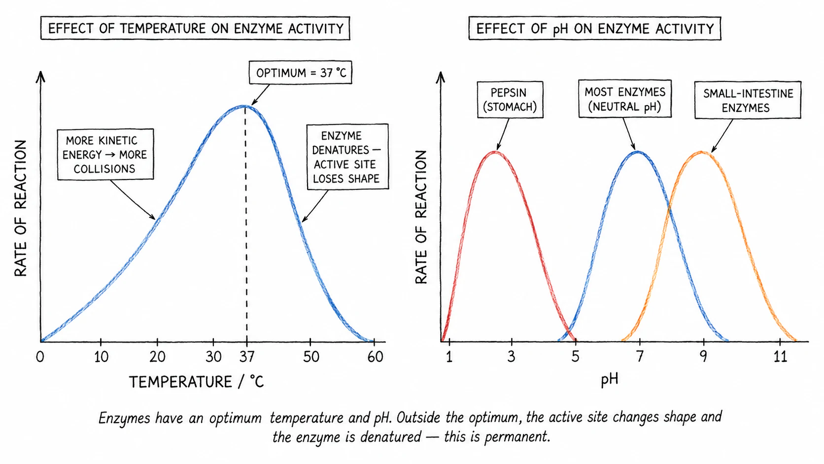 Two graphs side by side. The left shows rate of reaction vs temperature (rising, peaking at 37 °C, then crashing as enzyme denatures). The right shows rate of reaction vs pH for stomach pepsin (peak pH 2), neutral enzymes (peak pH 7), and small intestine enzymes (peak pH 8)
