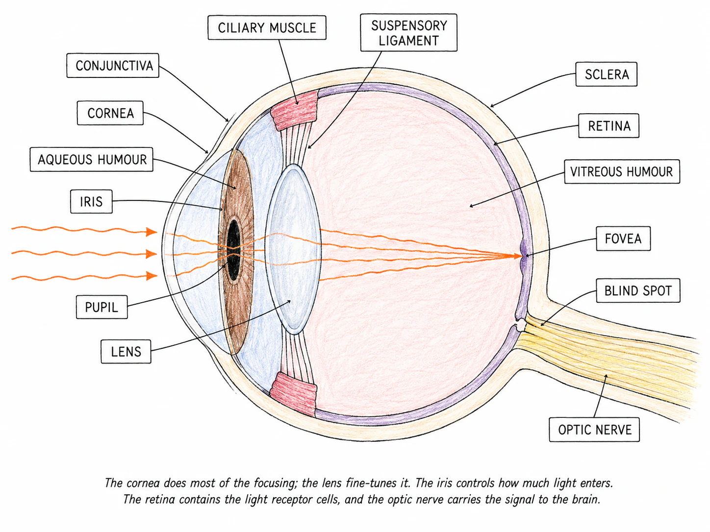 A horizontal cross-section of the human eye with all major structures labelled, including cornea, sclera, conjunctiva, iris, pupil, lens, ciliary muscle, suspensory ligaments, retina, fovea, optic nerve, and blind spot