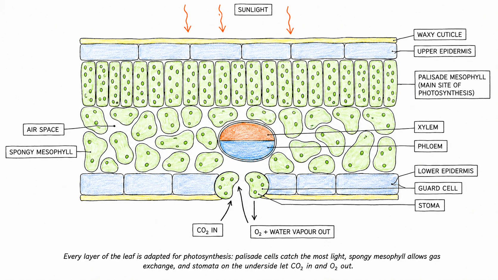 A labelled vertical cross-section of a leaf showing waxy cuticle, upper epidermis, palisade mesophyll (column cells full of chloroplasts), spongy mesophyll (loose cells with air spaces), lower epidermis with stomata and guard cells, and a vein containing xylem and phloem