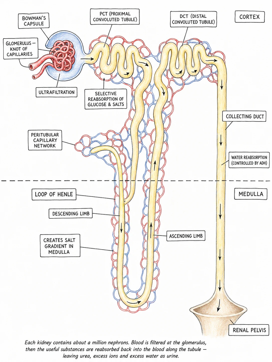A labelled diagram of a single nephron showing the glomerulus inside the Bowman's capsule, the PCT, the loop of Henle dipping into the medulla, the DCT, and the collecting duct, with surrounding capillaries shown alongside