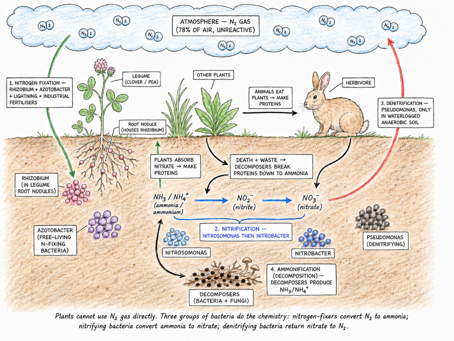 A labelled nitrogen cycle diagram showing N₂ gas in the atmosphere, nitrogen fixation by bacteria (free-living and in legume nodules) and lightning converting it to nitrates, plants absorbing nitrates and making proteins, animals eating plants, decomposers breaking down dead matter and excretion into ammonia, nitrifying bacteria converting ammonia → nitrites → nitrates, and denitrifying bacteria returning nitrate to N₂ gas