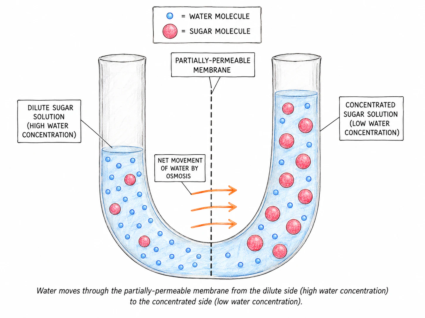A U-tube with a partially permeable membrane in the middle, dilute solution on one side and concentrated solution on the other, with arrows showing water molecules crossing into the concentrated side until the levels become uneven