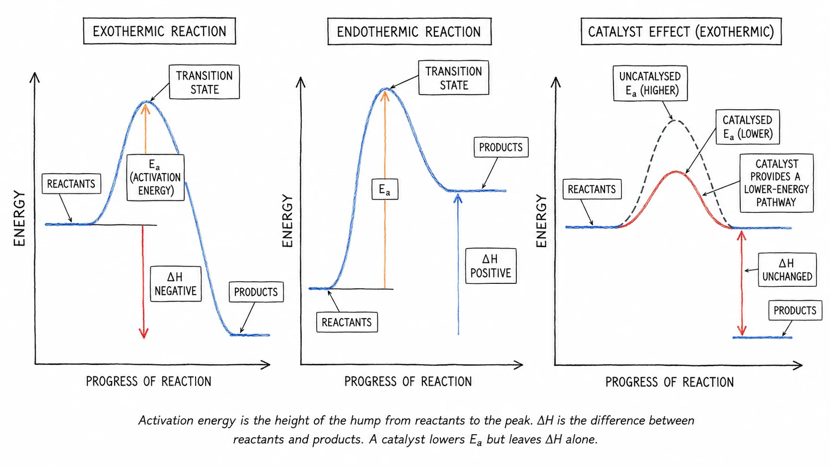 Three-panel reaction-profile figure — exothermic, endothermic, and catalysed vs uncatalysed — each showing the activation-energy hump and the overall enthalpy change