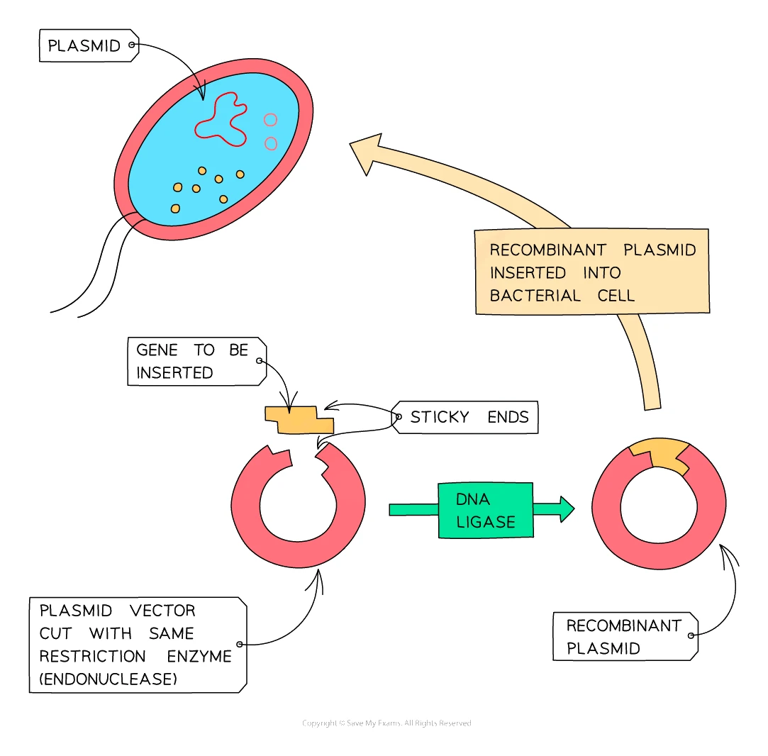 Making recombinant DNA: a restriction enzyme cuts the desired gene from chromosomal DNA and cuts open a bacterial plasmid vector, the two are joined by ligation into a recombinant DNA molecule, and this is transformed into an E. coli host cell
