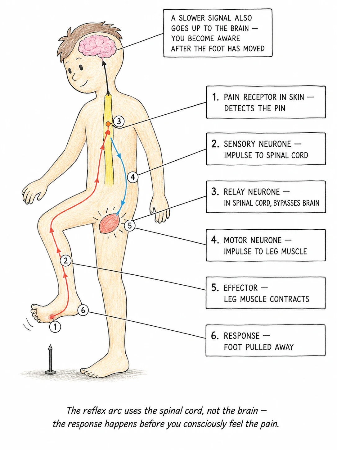A labelled reflex arc diagram showing a person standing on a pin, the pain receptor in the foot, the sensory neurone going up to the spinal cord, the relay neurone inside the spinal cord, the motor neurone going back down to the leg muscle, and the muscle pulling the foot away