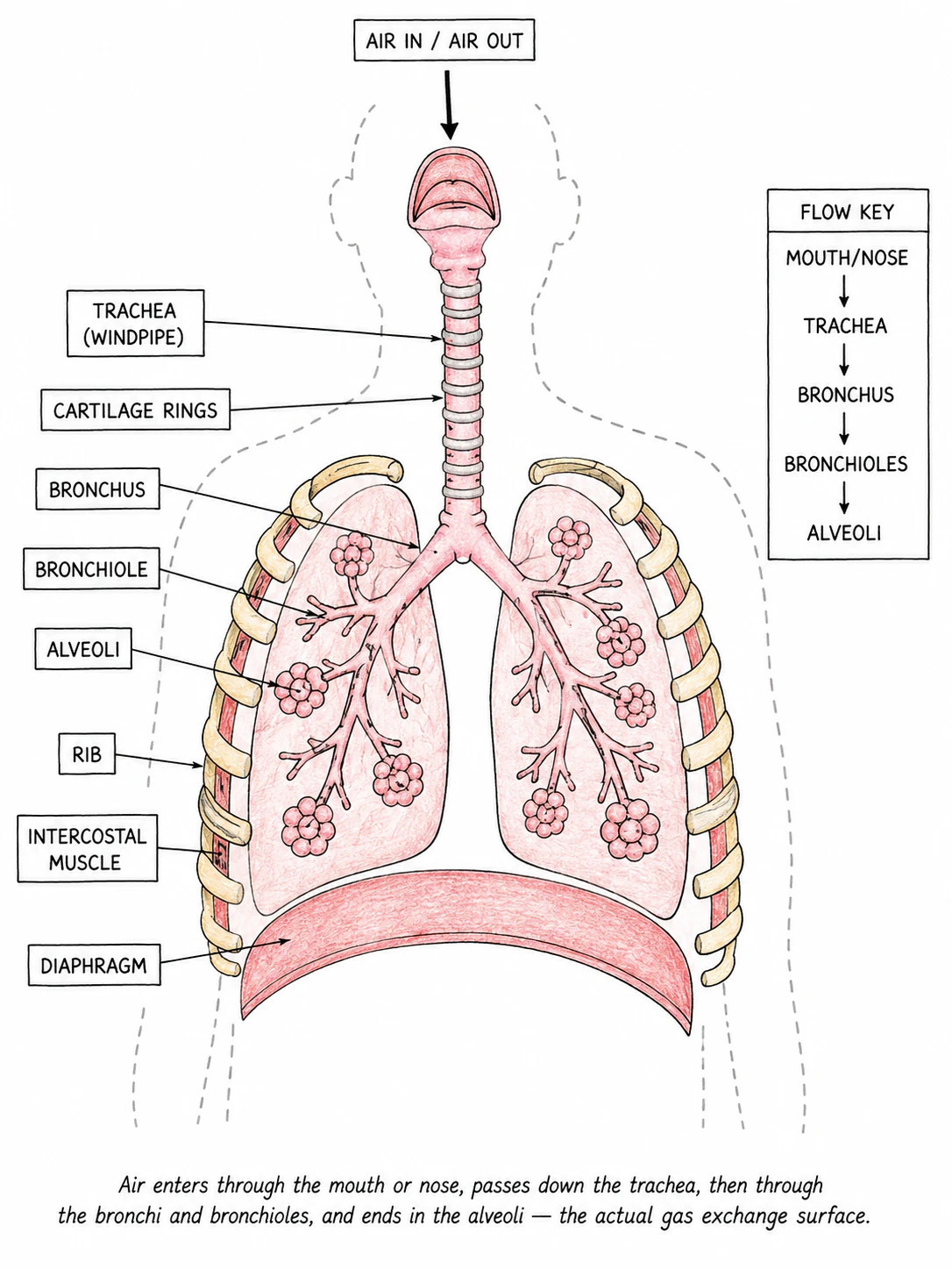 A labelled diagram of the human respiratory system showing the trachea splitting into two bronchi, each bronchus branching into bronchioles ending in clusters of alveoli, with the ribs and diaphragm around the outside
