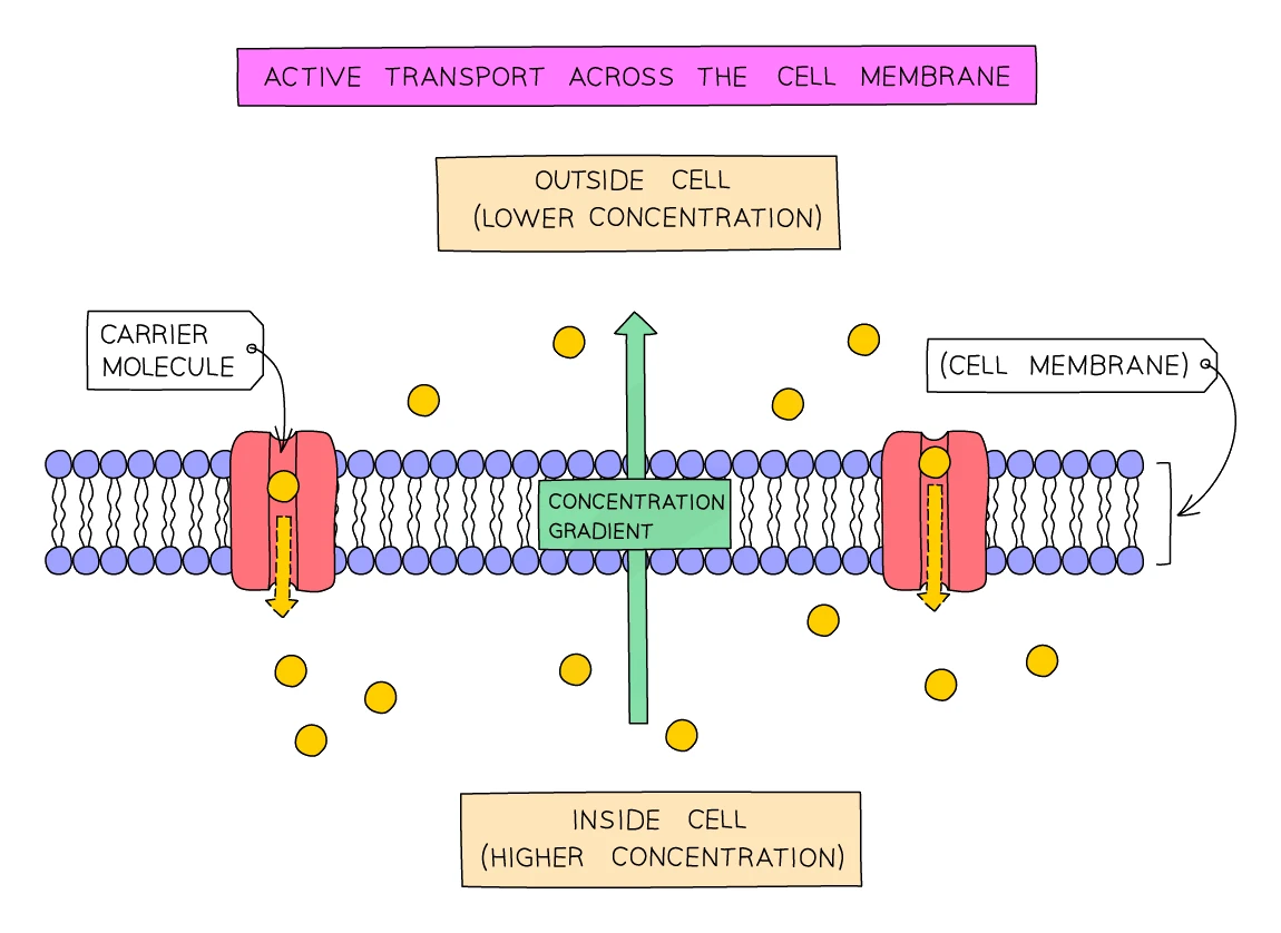 Carrier proteins in the cell membrane using energy to pump particles from the lower concentration outside the cell to the higher concentration inside, against the concentration gradient