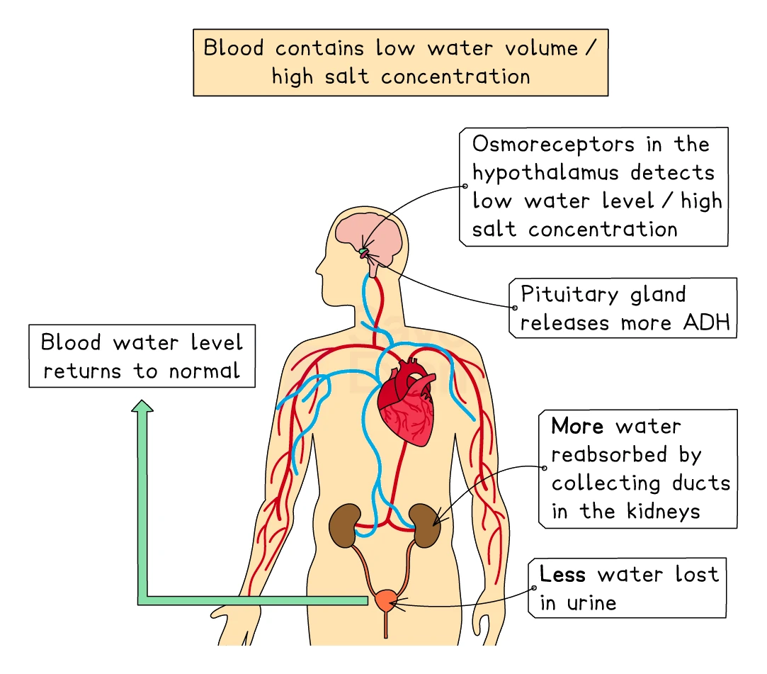 Osmoregulation when blood water is too low: osmoreceptors in the hypothalamus detect the high salt concentration, the pituitary releases more ADH, the kidney collecting ducts reabsorb more water, and a small volume of concentrated urine is produced so blood water returns to normal