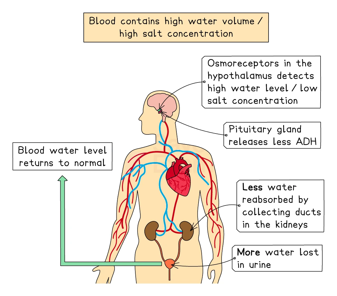 A negative feedback diagram for over-hydration showing osmoreceptors in the hypothalamus detecting high blood water, the pituitary releasing less ADH, less water reabsorbed by the collecting ducts and more water lost in urine, returning blood water to normal