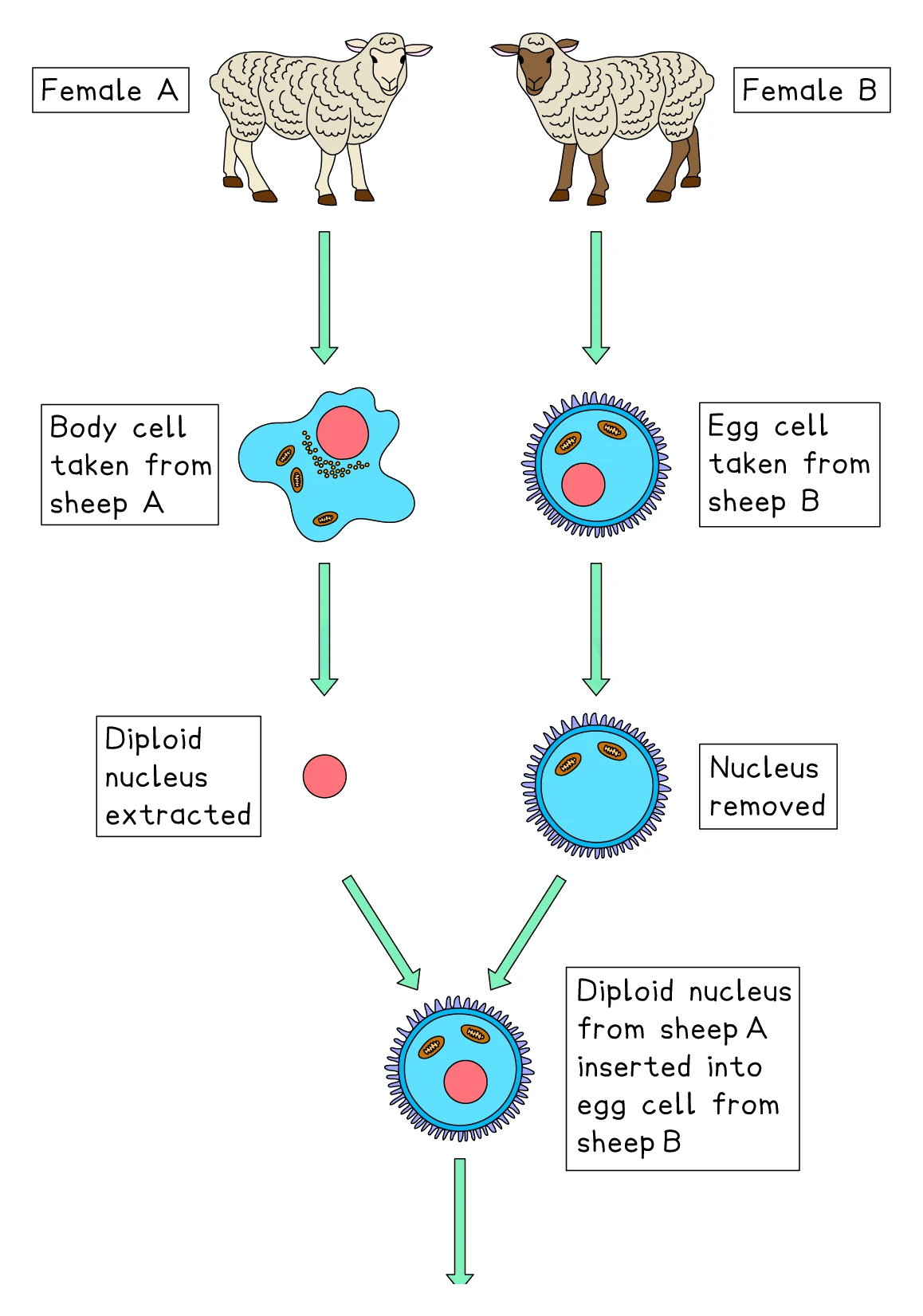 Adult cell cloning: a diploid nucleus is extracted from a body cell of sheep A, the nucleus is removed from an egg cell taken from sheep B, and the diploid nucleus from sheep A is inserted into the enucleated egg cell from sheep B