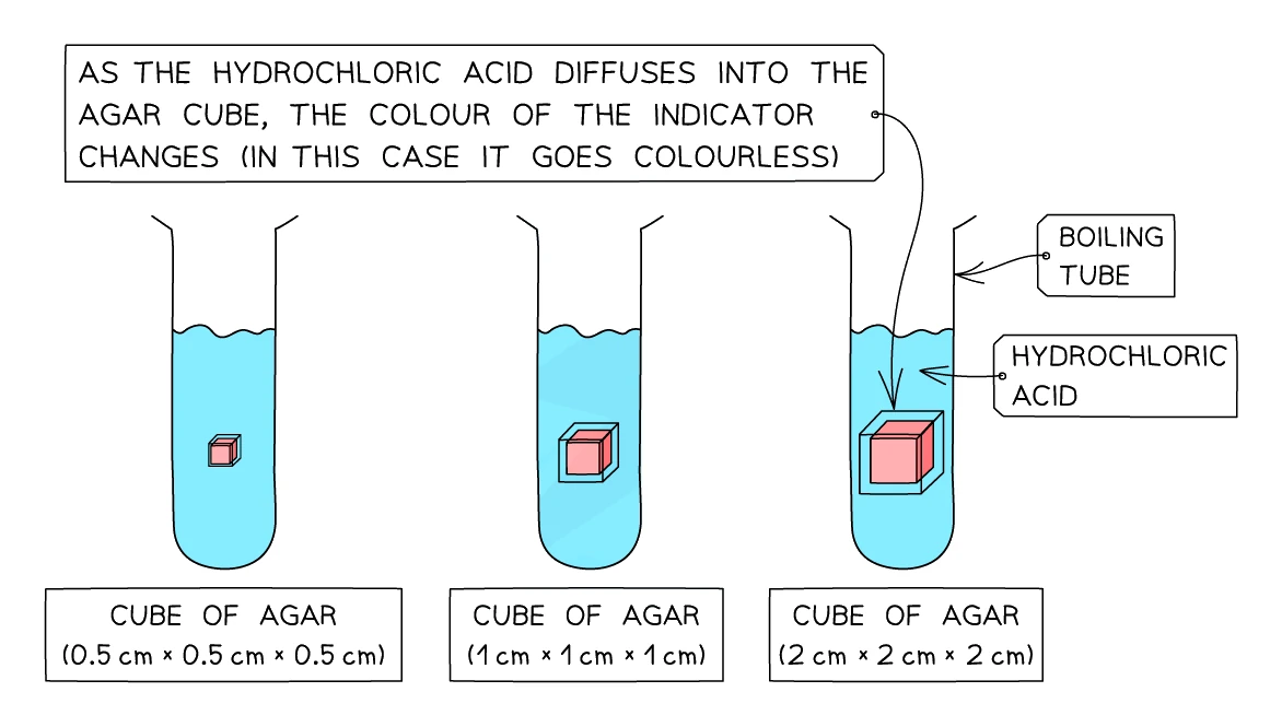Three agar cubes of different sizes in boiling tubes of hydrochloric acid, with the acid diffusing in and turning the pink indicator colourless