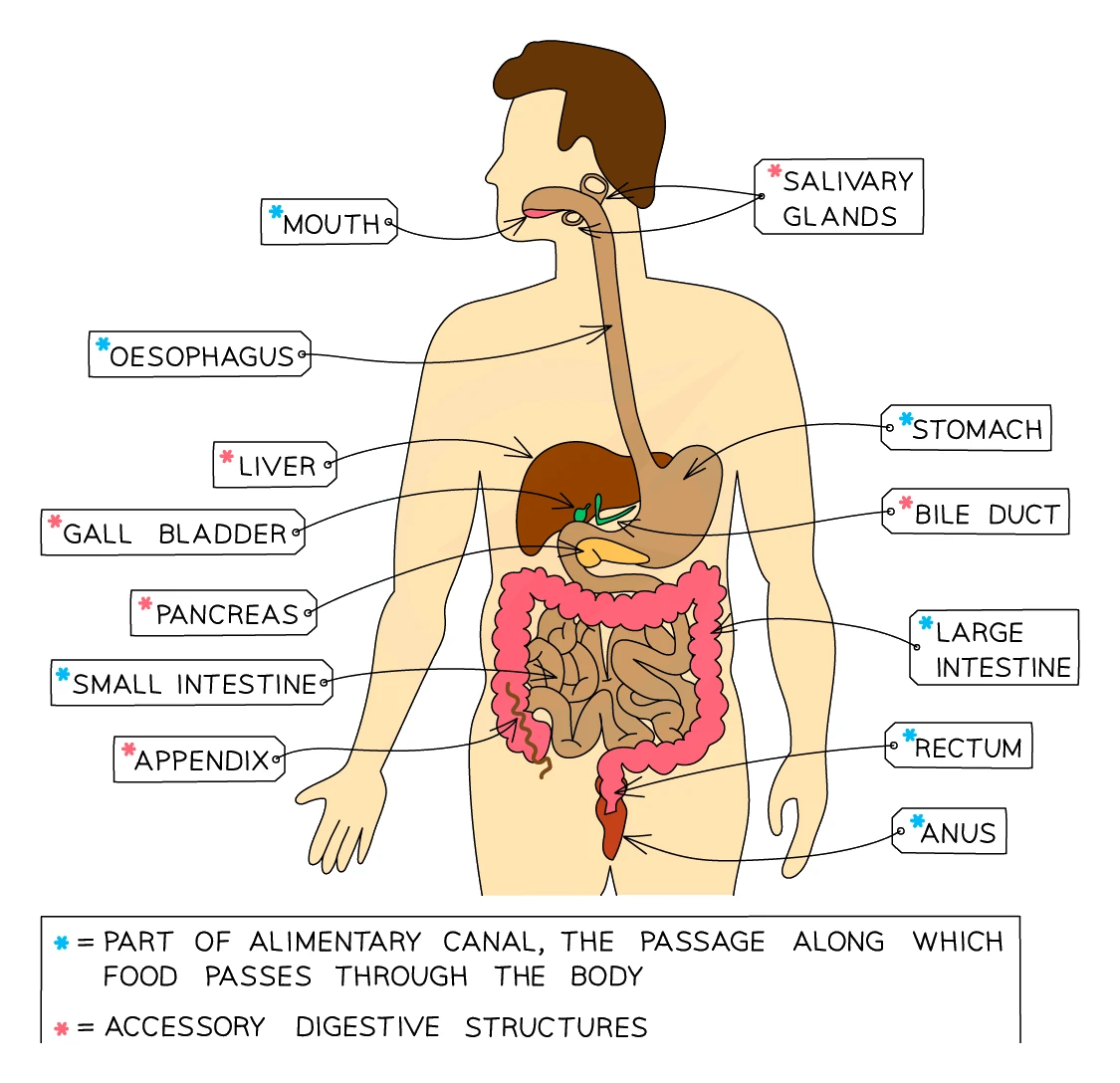 Front view of the human digestive system with organs labelled, distinguishing the parts of the alimentary canal that food passes through (mouth, oesophagus, stomach, small intestine, large intestine, rectum, anus) from the accessory digestive structures (salivary glands, liver, gall bladder, pancreas, bile duct)