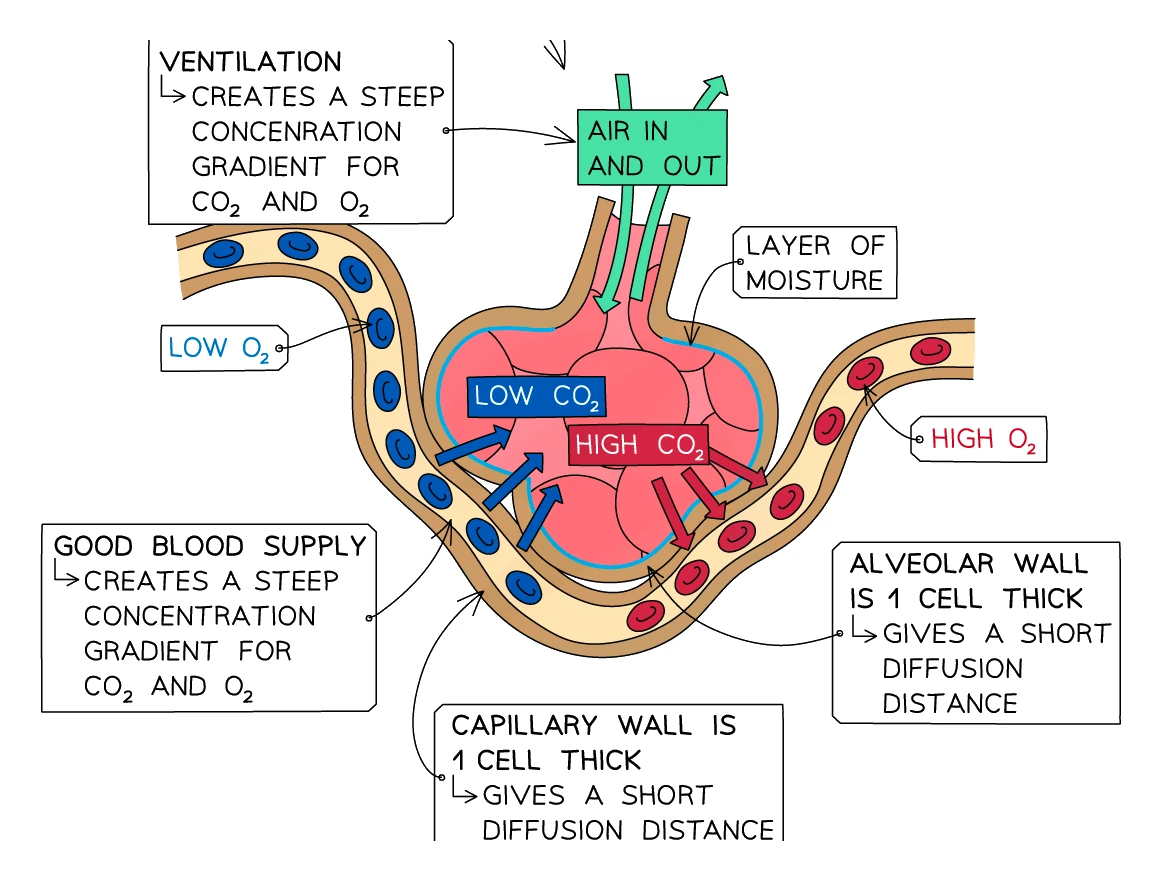 A labelled cross-section of a single alveolus and the capillary wrapped around it, showing oxygen diffusing from the high-oxygen alveolar air into the blood and carbon dioxide diffusing the other way, with the adaptations labelled: alveolar wall and capillary wall each one cell thick for a short diffusion distance, a good blood supply and ventilation maintaining a steep concentration gradient, and a moist lining
