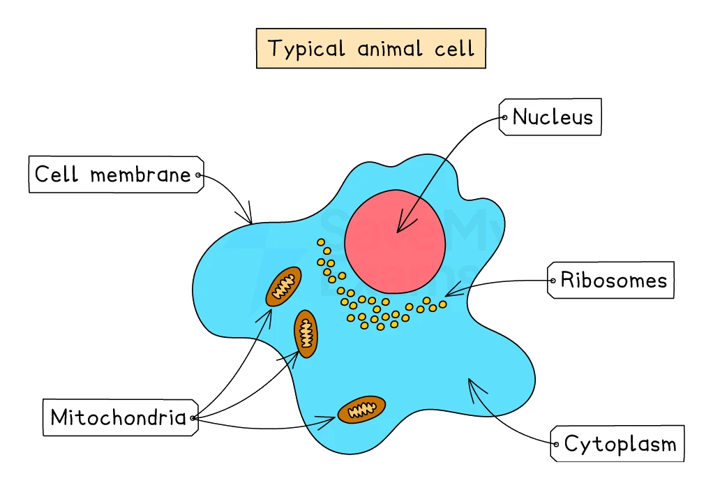 Structure of a typical animal cell with nucleus, cytoplasm, cell membrane, mitochondria and ribosomes