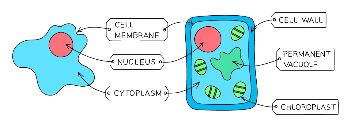 Labelled animal cell on the left and labelled plant cell on the right, showing that the plant cell has a cell wall, chloroplasts and a permanent vacuole that the animal cell lacks