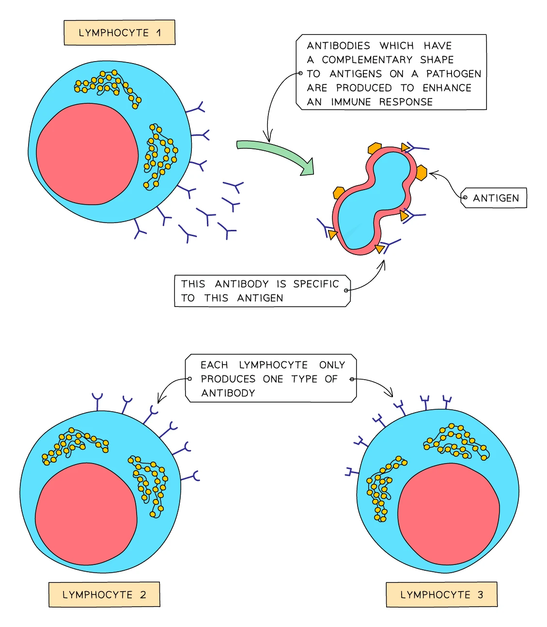 Three lymphocytes each carrying and producing a different antibody, showing that each lymphocyte makes only one type of antibody; one antibody has a complementary shape to the antigens on a pathogen and binds specifically to that antigen