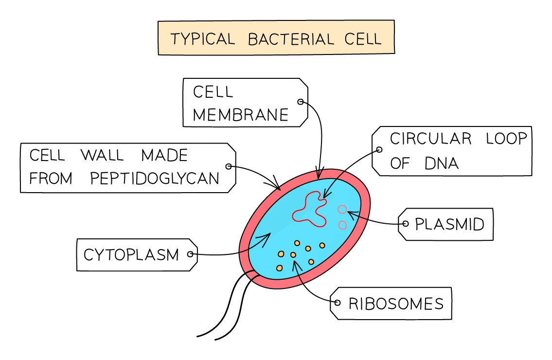 Structure of a typical prokaryotic (bacterial) cell with peptidoglycan cell wall, circular loop of DNA, plasmid and ribosomes