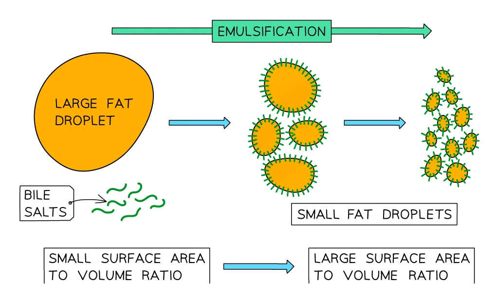 Emulsification of fats by bile salts: one large fat droplet with a small surface-area-to-volume ratio is broken into many small fat droplets with a much larger total surface area to volume ratio