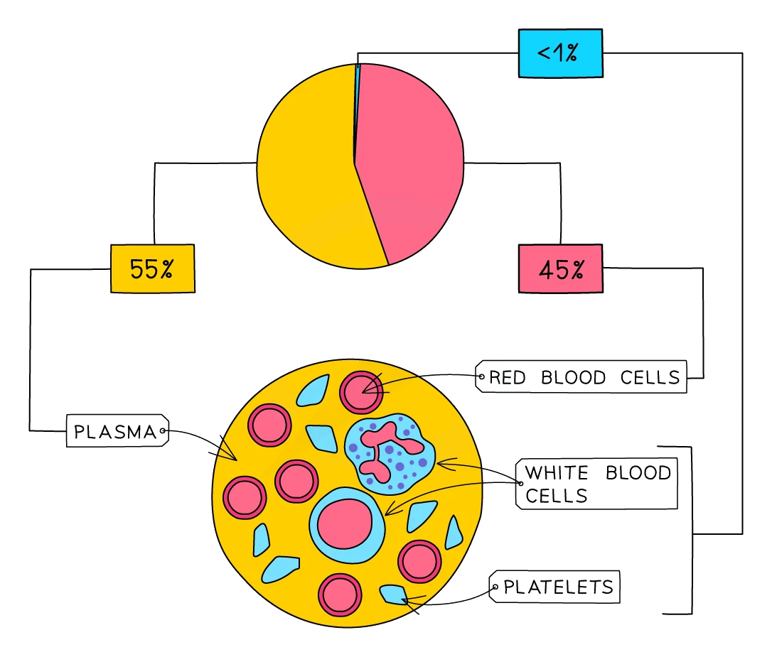 The composition of blood shown as a pie chart (about 55% plasma, 45% red blood cells and under 1% white blood cells and platelets) alongside a sample of blood labelled with plasma, red blood cells, white blood cells and platelets