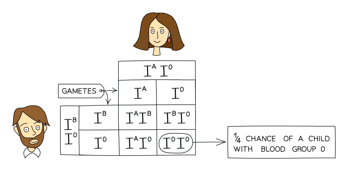 Blood group inheritance shown in a Punnett square: an I^A I^O parent crossed with an I^B I^O parent, giving offspring genotypes I^A I^B, I^A I^O, I^B I^O and I^O I^O, including a 1 in 4 chance of a blood group O child
