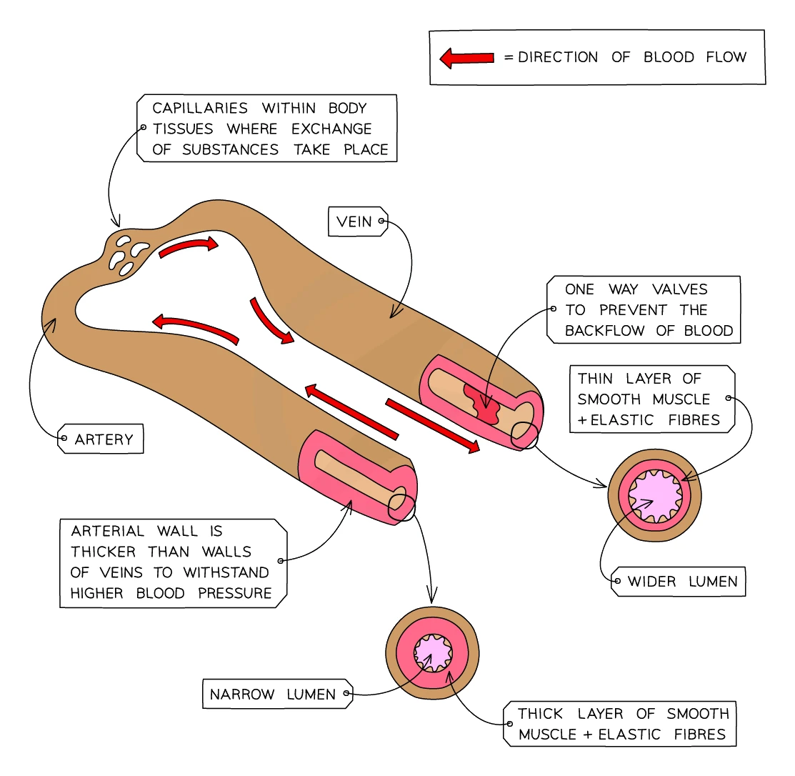 Comparison of an artery, a vein and a capillary: the artery has a thick muscle and elastic wall with a narrow lumen, the vein has a thin wall, a wide lumen and one-way valves, and capillaries in the body tissues are where exchange of substances takes place