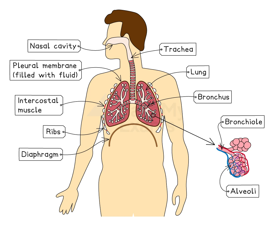 A labelled diagram of the human breathing system in the thorax showing the nasal cavity, trachea, the two lungs with bronchi branching into bronchioles, the ribs, intercostal muscles, pleural membrane and diaphragm, with an inset of a bronchiole ending in a cluster of alveoli supplied by blood vessels