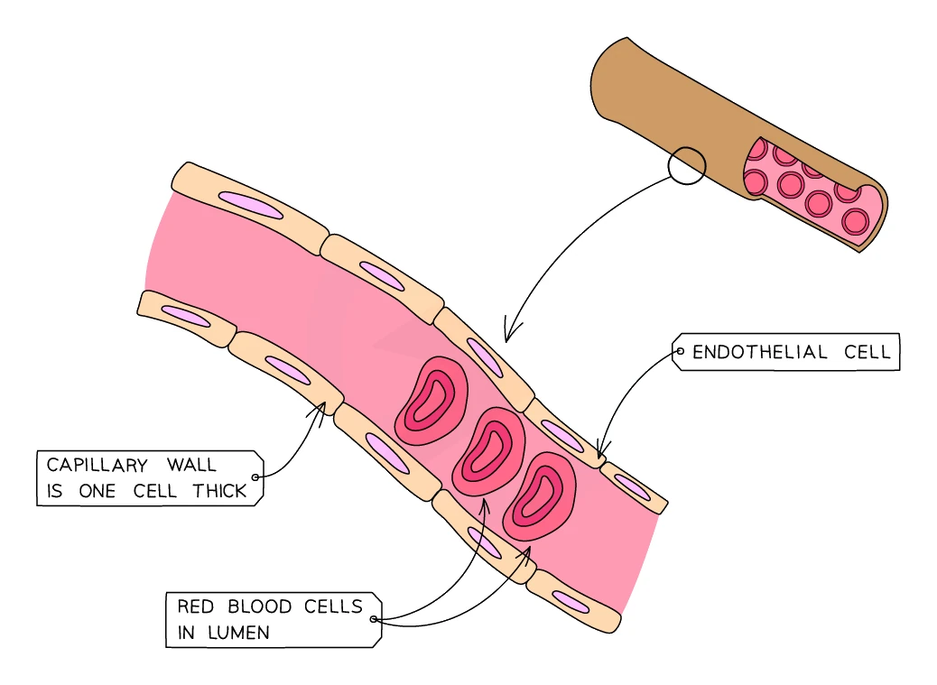 A capillary shown in detail: its wall is a single layer of endothelial cells one cell thick, with red blood cells passing through the narrow lumen