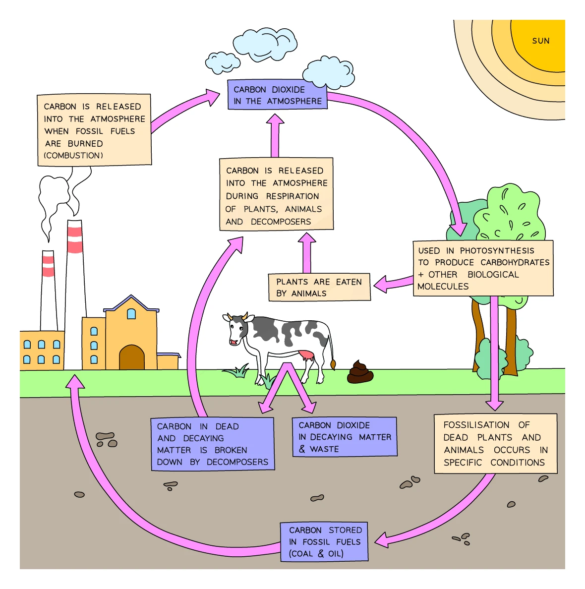 A labelled carbon cycle diagram: carbon dioxide in the atmosphere, plants using CO₂ in photosynthesis to make carbohydrates and releasing it in respiration, plants eaten by animals, respiration of plants animals and decomposers returning CO₂, dead and decaying matter broken down by decomposers, fossilisation of dead organisms forming fossil fuels, and combustion of fossil fuels releasing CO₂ back to the atmosphere