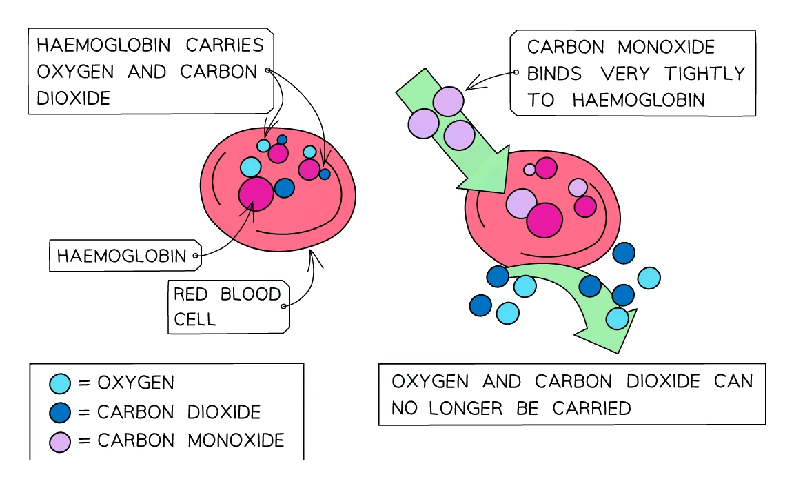 Carbon monoxide poisoning: normally haemoglobin in a red blood cell carries oxygen and carbon dioxide, but carbon monoxide binds very tightly to haemoglobin so that oxygen and carbon dioxide can no longer be carried