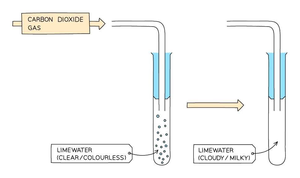 Carbon dioxide bubbled through clear colourless limewater turns it cloudy or milky, confirming the gas released from a carbonate
