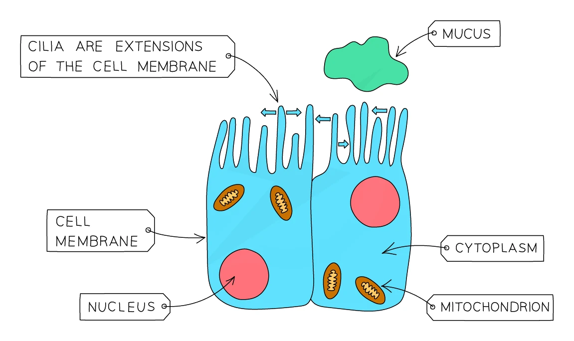 Ciliated epithelial cells with cilia on the upper surface beating to sweep mucus along, plus nucleus, cytoplasm and mitochondria
