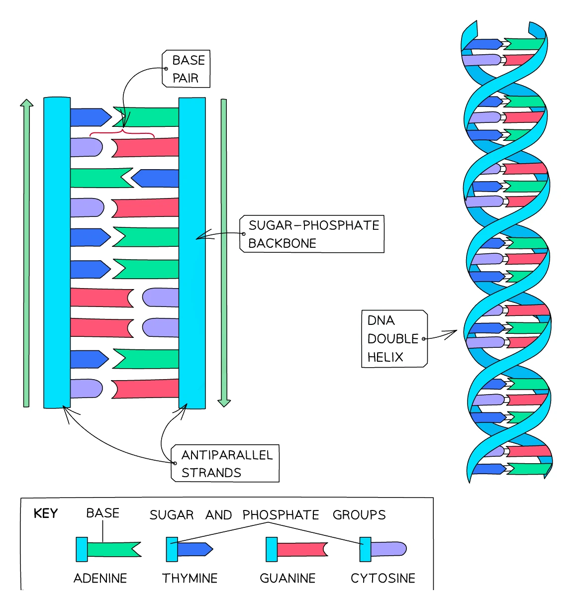 DNA structure: two antiparallel sugar-phosphate backbones with the four bases (adenine, thymine, guanine, cytosine) pairing across the middle as base pairs, and the whole molecule wound into a double helix