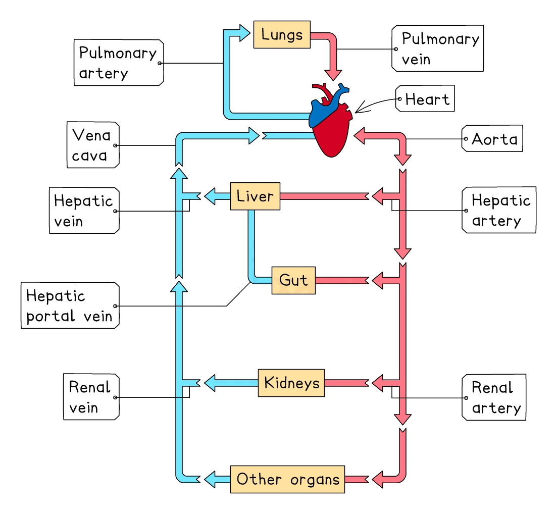 The double circulation shown as a loop: the heart pumps deoxygenated blood (blue) to the lungs and oxygenated blood (red) out through the aorta to the liver, gut, kidneys and other organs, which return blood to the heart via the vena cava, with the hepatic artery, hepatic portal vein and renal vessels labelled