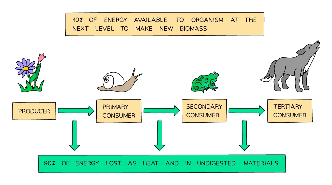 A food chain from producer to primary, secondary and tertiary consumer, showing that about 10% of the energy at each level is passed on to make new biomass at the next level, while about 90% is lost as heat and in undigested materials