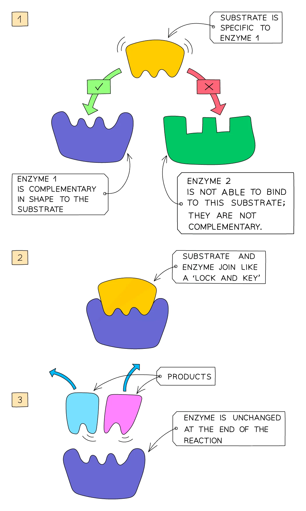 Three-stage lock-and-key diagram: a substrate is complementary to enzyme 1 but not enzyme 2, the substrate and enzyme join like a lock and key, and the enzyme is released unchanged after the products leave