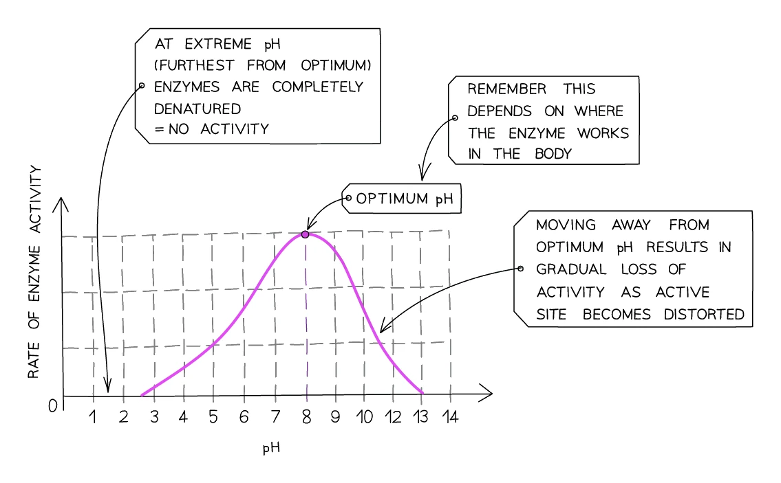Graph of rate of enzyme activity against pH: the rate peaks at the enzyme's optimum pH and falls away on either side, becoming zero at extreme pH where the enzyme is denatured
