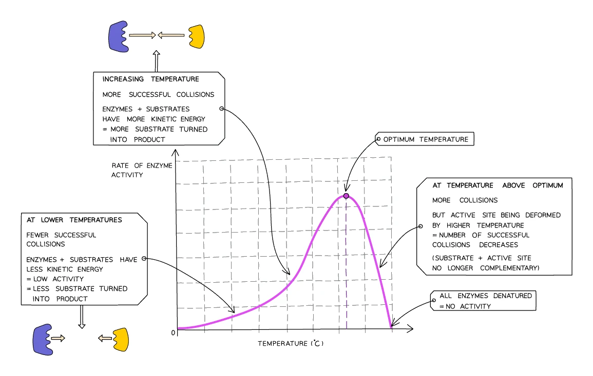Graph of rate of enzyme activity against temperature: the rate rises to a peak at the optimum temperature as collisions increase, then falls sharply above the optimum as the active site is deformed and the enzyme denatures
