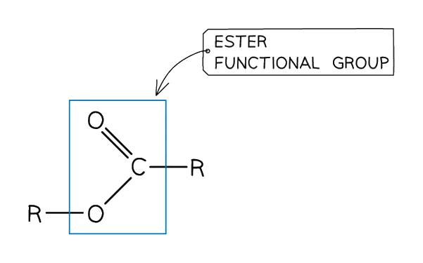 General ester functional group R−COO−R′: a carbon double-bonded to one oxygen and single-bonded to a second oxygen, which joins to another carbon chain, with an R group on each side