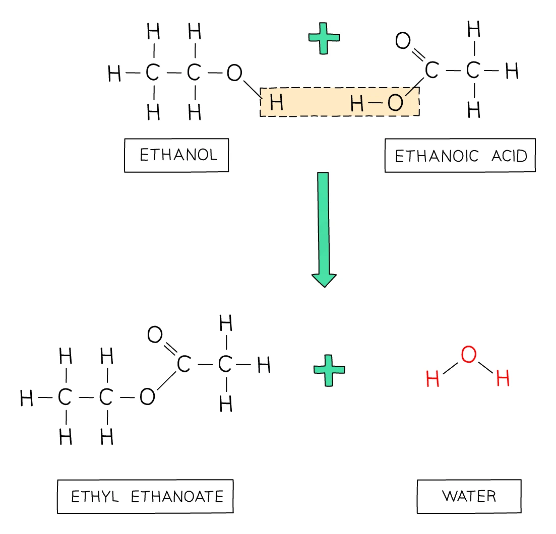 Esterification of ethanol and ethanoic acid: the −OH of the acid and the −H of the alcohol combine and are lost as water, joining the fragments through the ester linkage to give ethyl ethanoate plus water