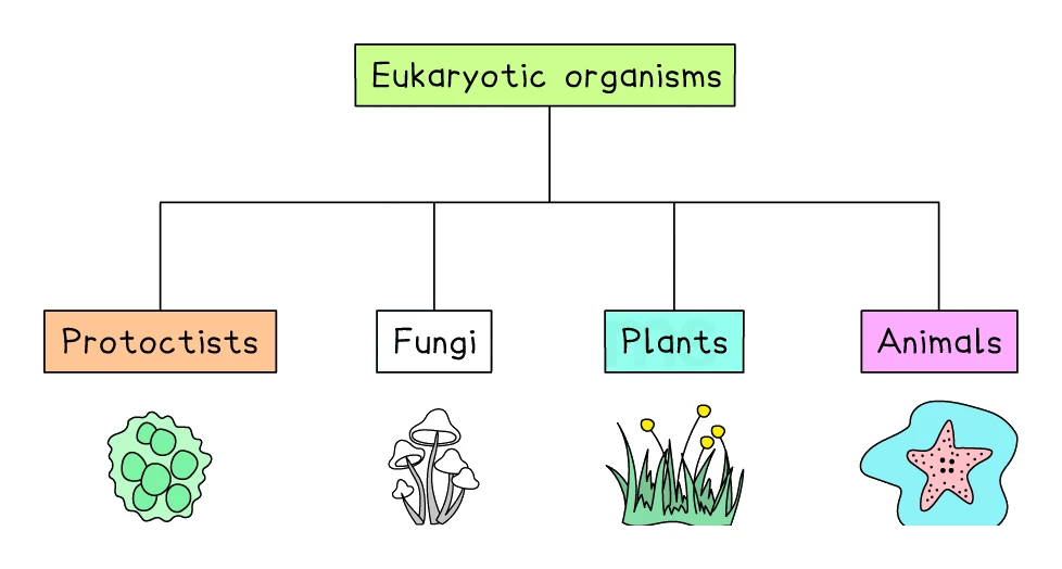 The four groups of eukaryotic organisms: protoctists, fungi, plants and animals