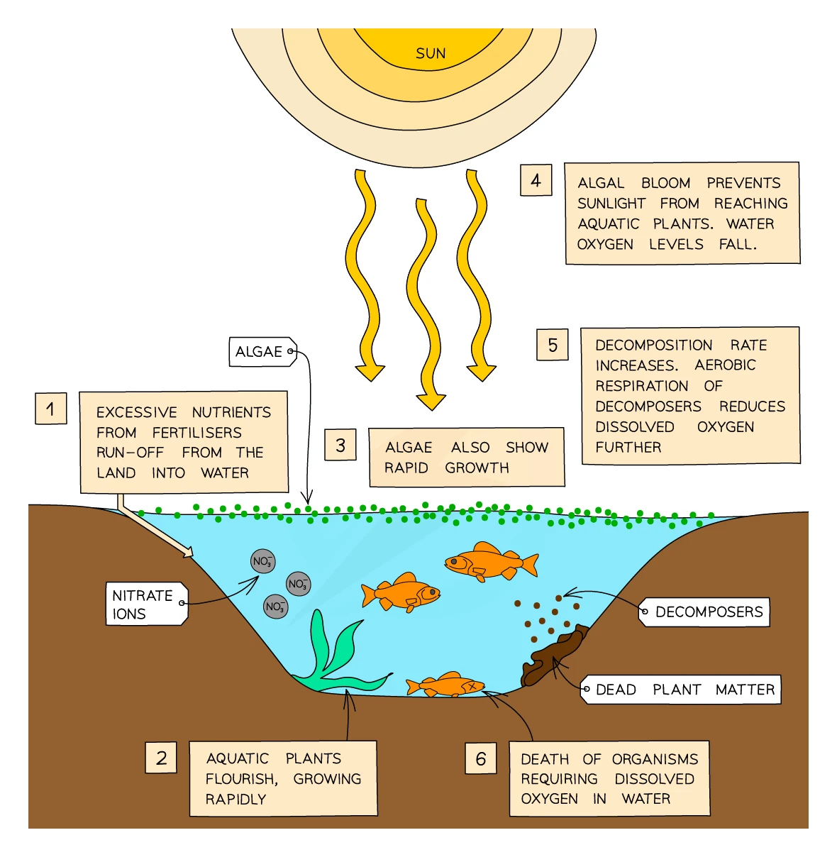 Eutrophication sequence: excess nitrate ions from fertiliser run-off enter the water, causing algae and aquatic plants to grow rapidly; the algal bloom blocks sunlight so plants die, decomposer bacteria break down the dead matter and their aerobic respiration lowers dissolved oxygen, causing fish and other organisms to die