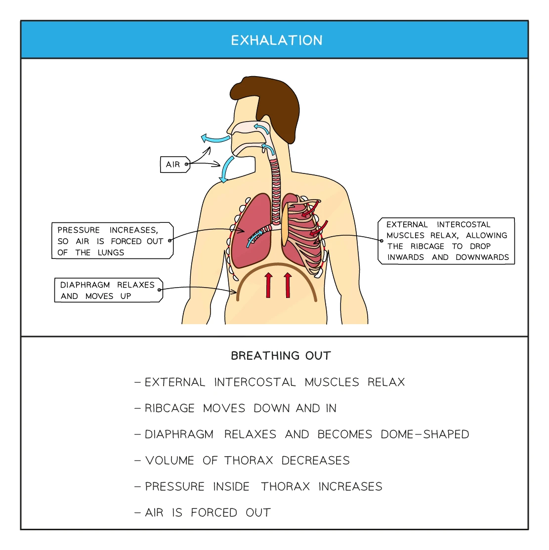 A labelled diagram of exhalation showing the external intercostal muscles relaxing so the rib cage drops down and in, the diaphragm relaxing and returning to a dome shape, the thorax volume decreasing and pressure increasing so air is forced out of the lungs