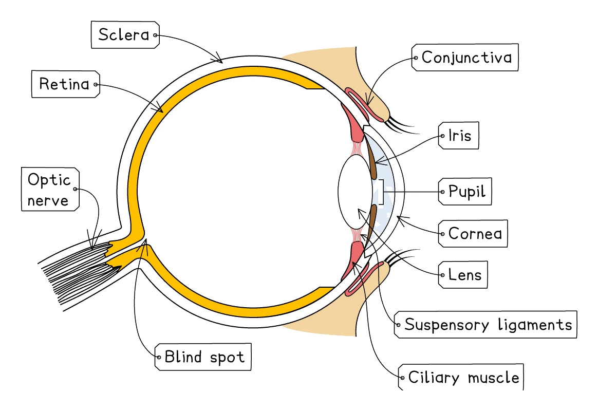 Horizontal cross-section of the human eye with the sclera, retina, optic nerve, blind spot, conjunctiva, iris, pupil, cornea, lens, suspensory ligaments and ciliary muscle labelled